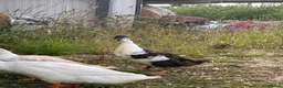 Ducks poultry for sale: Male Runner Duck  in Newcastle upon Tyne - Advert 6