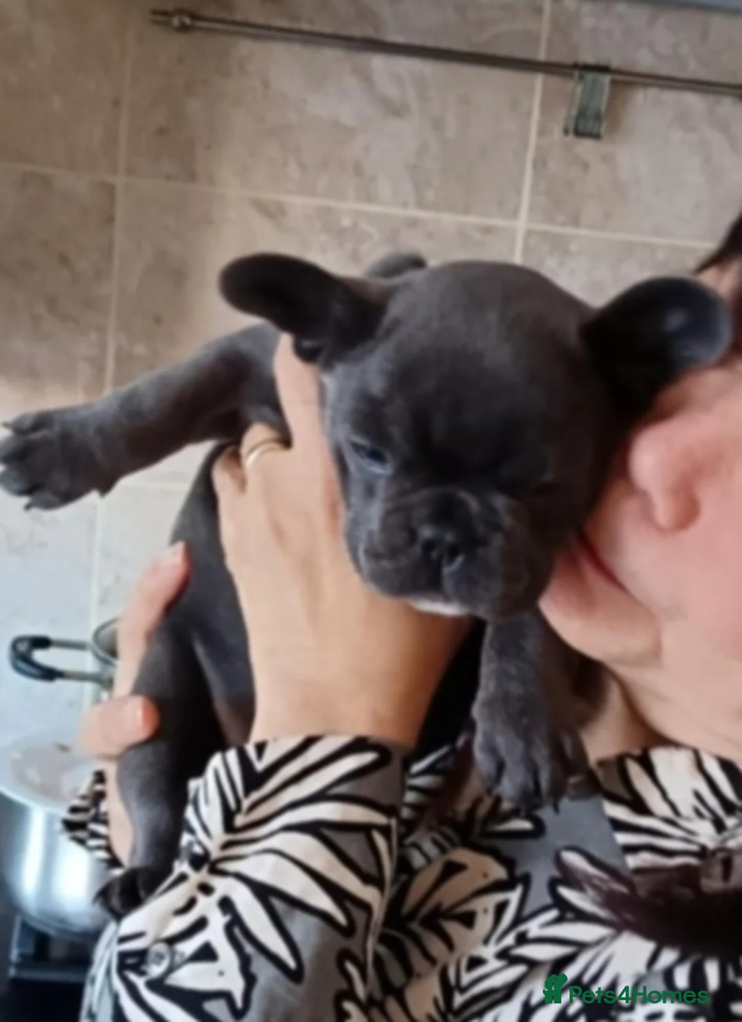 French Bulldog dogs for sale: French bulldog female blue colour - Advert 16