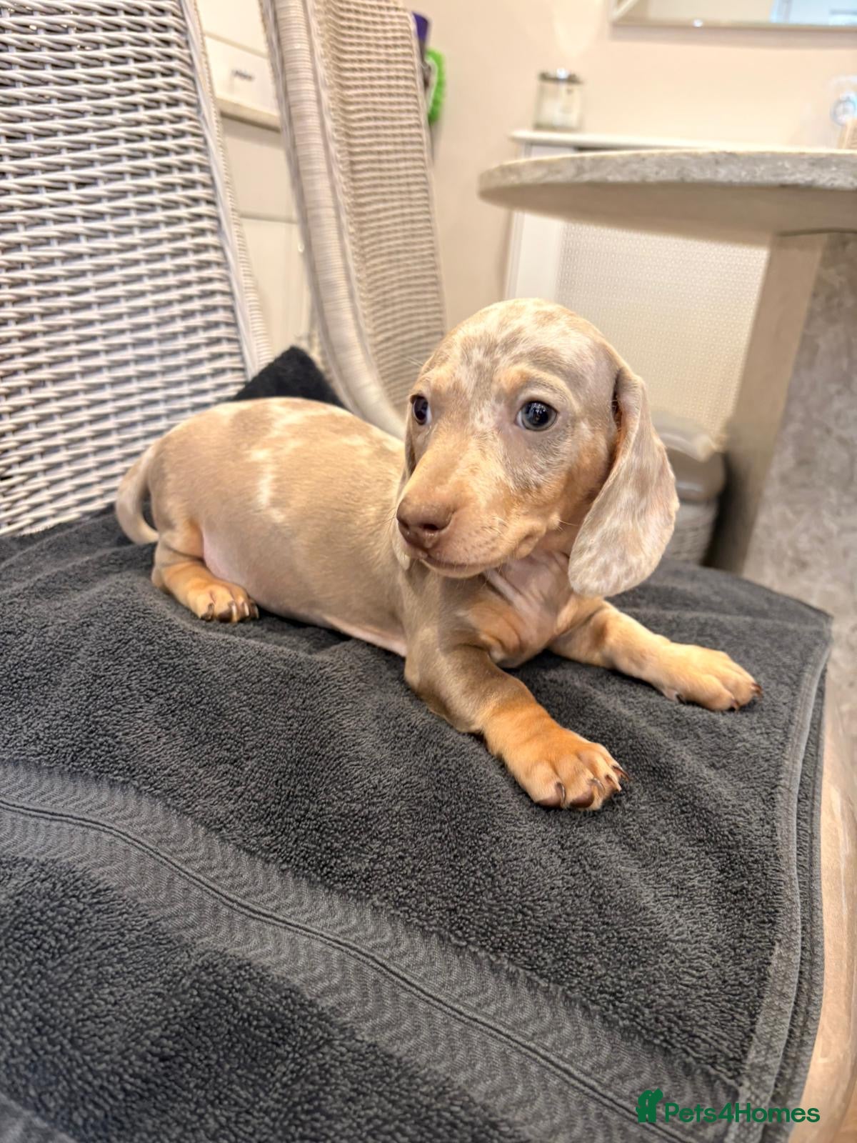 Miniature Dachshund dogs Miniature dachshund  - Advert 11