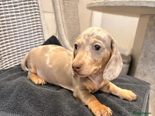 Miniature Dachshund dogs Miniature dachshund - Advert 11