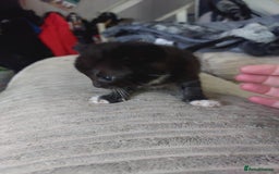Mixed Breed cats for sale: 4 beautiful kittens looking for their forever home - Image 4