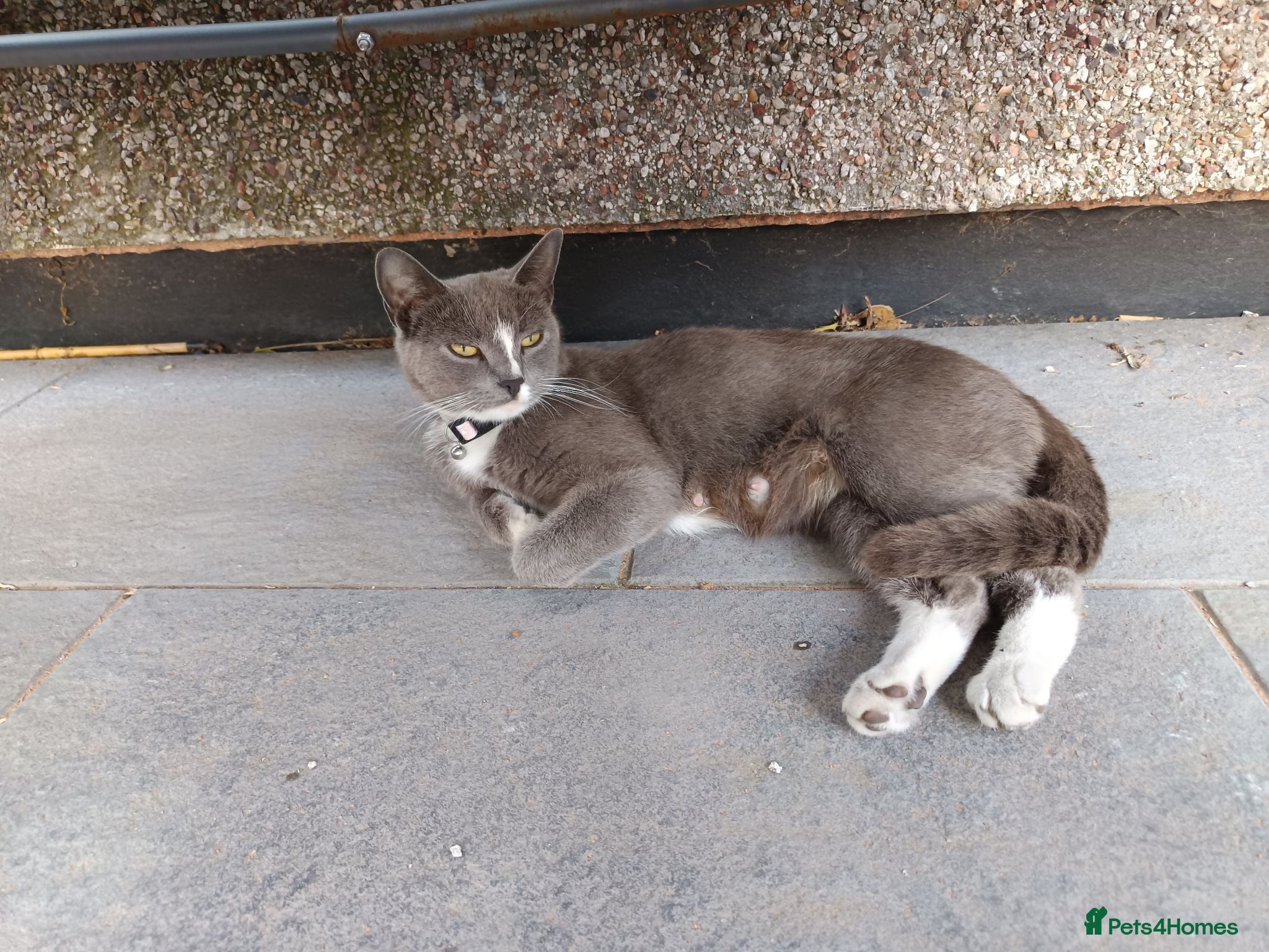 Mixed Breed cats Ready for a new house - Advert 2