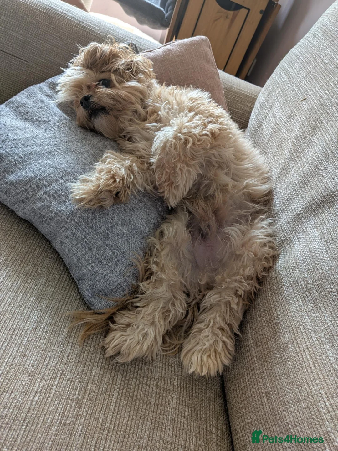Chorkie dogs for sale: 5 year old Chorkie looking for a new home - Advert 5