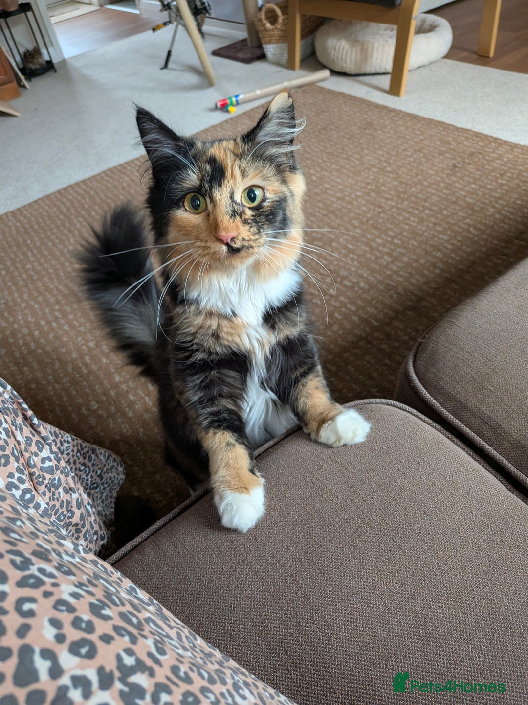 British Longhair cats for sale: 9 month old beautiful girl  - Advert 3