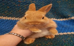 Netherland Dwarf rabbits for sale: Five Litters Of Netherland Dwarf Babies - Image 6