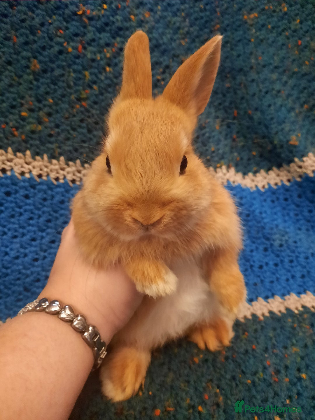 Netherland Dwarf rabbits for sale: Five Litters Of Netherland Dwarf Babies - Image 6