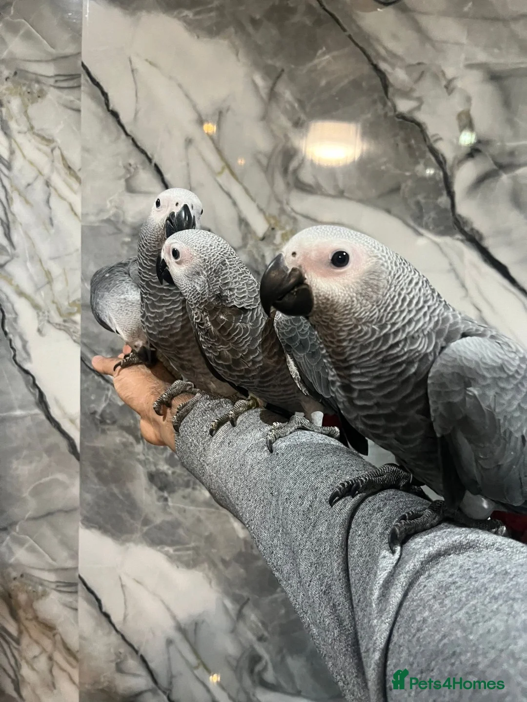 Mixed Breed birds for sale: Stunning Selection Baby HandReared Loving Parrot in Nottingham - Advert 26