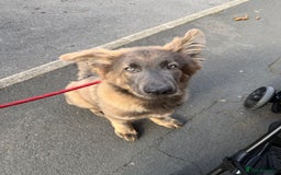 German Shepherd dogs for sale: Blue sable German shepherd  - Image 1