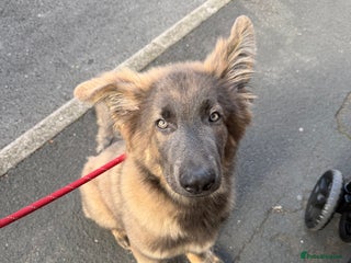 German Shepherd dogs - Advert 2