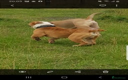 Olde English Bulldogge dogs for stud: Olde English bulldogge for stud  - Image 4