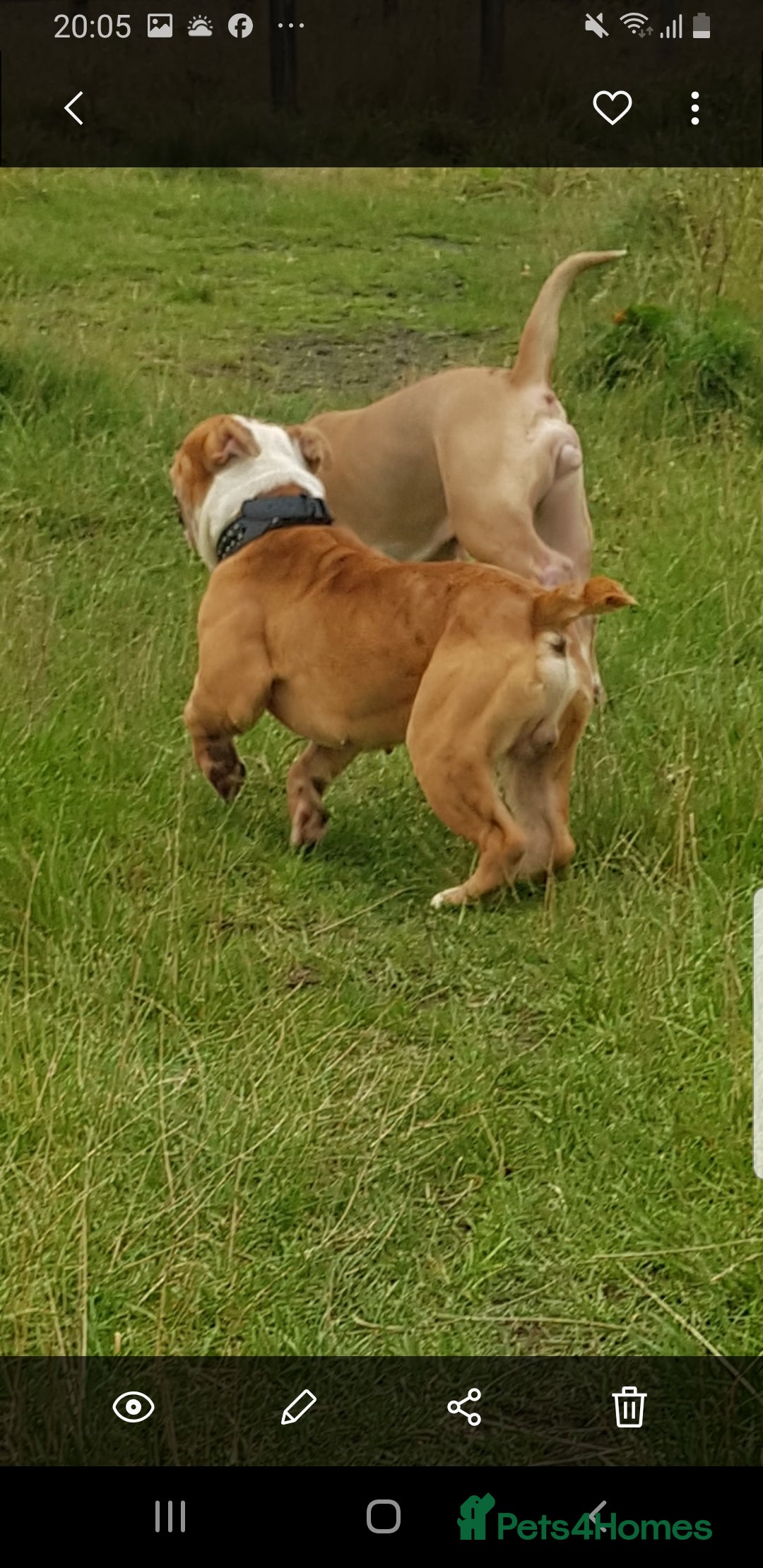 Olde English Bulldogge dogs for stud: Olde English bulldogge for stud  - Image 4