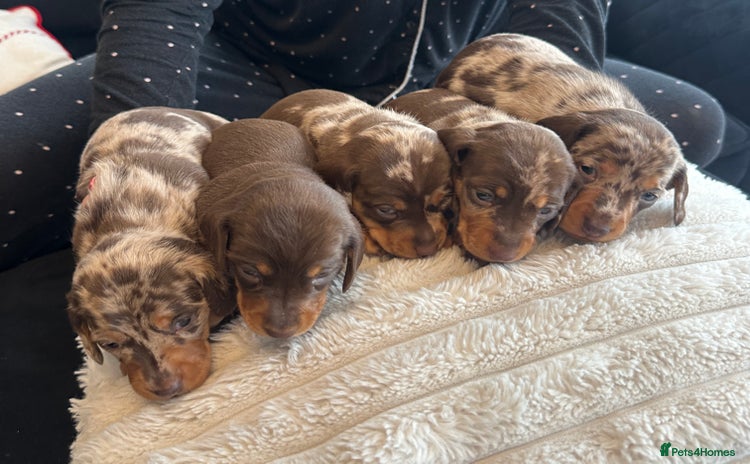 Miniature Dachshund dogs KC reg Miniature Dachshunds available 24thDecember - Advert 12