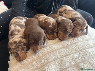 Miniature Dachshund dogs KC reg Miniature Dachshunds available 24thDecember - Advert 8
