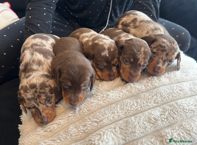 Miniature Dachshund dogs KC reg Miniature Dachshunds available 24thDecember - Advert 12