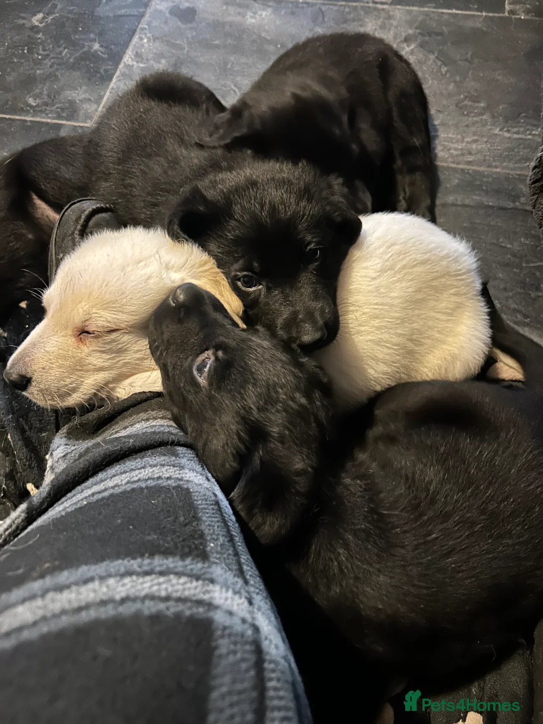 Sheprador dogs for sale: 9 beautiful puppies for sale  in Wolverhampton - Advert 1