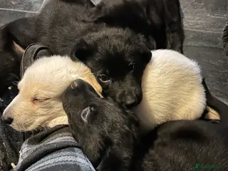 Sheprador dogs 9 beautiful puppies for sale - Advert 1