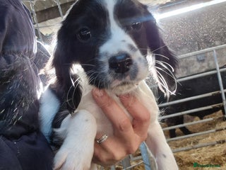 English Springer Spaniel dogs READY NOW Springer Spaniel Pups - Advert 2