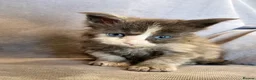Maine Coon cats for sale: XXL pedigree kittens ready on the 20th of June - Advert 19
