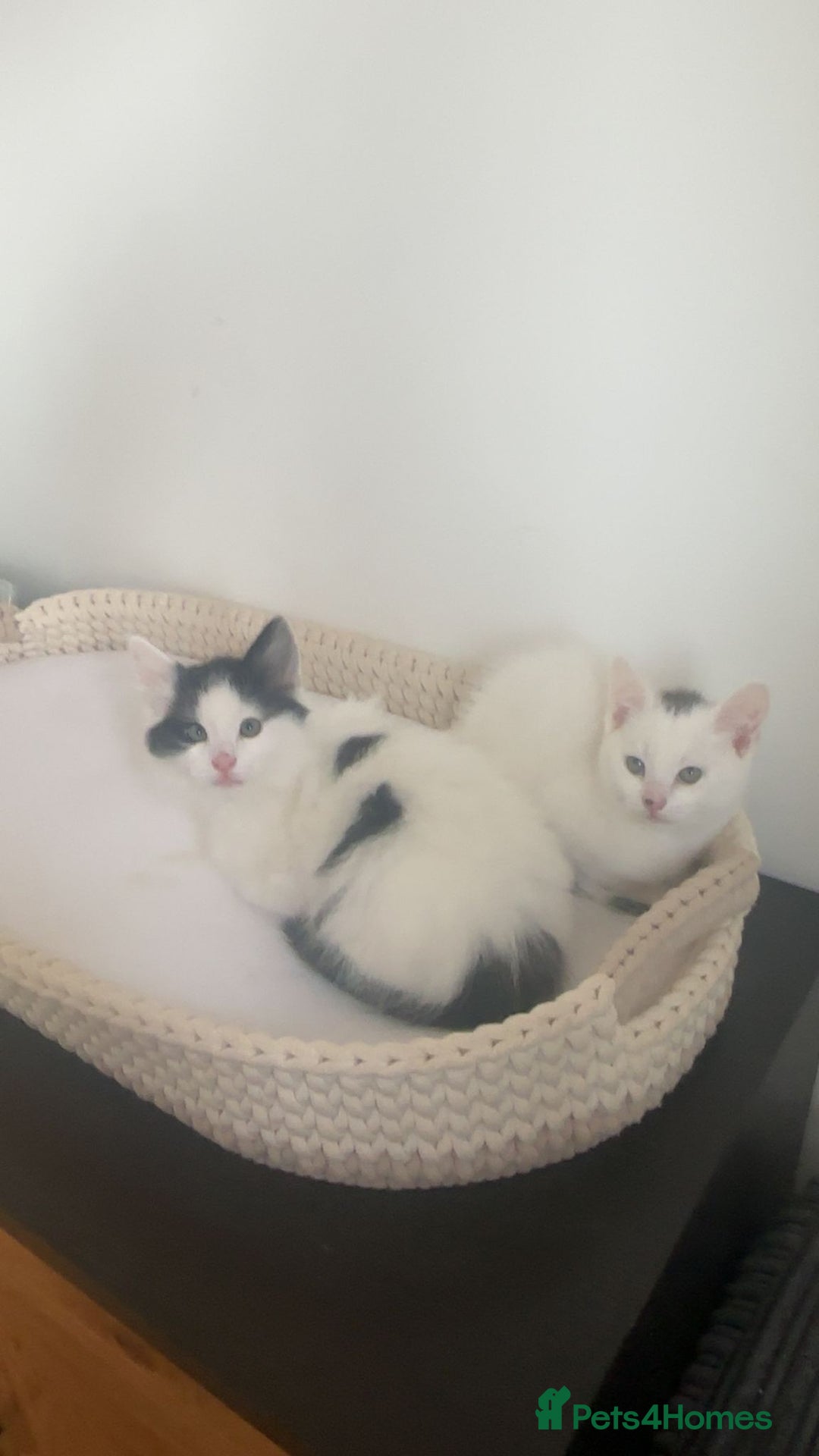 Mixed Breed cats for sale: Part Maine Coon black and white fluffy male cat - Advert 5