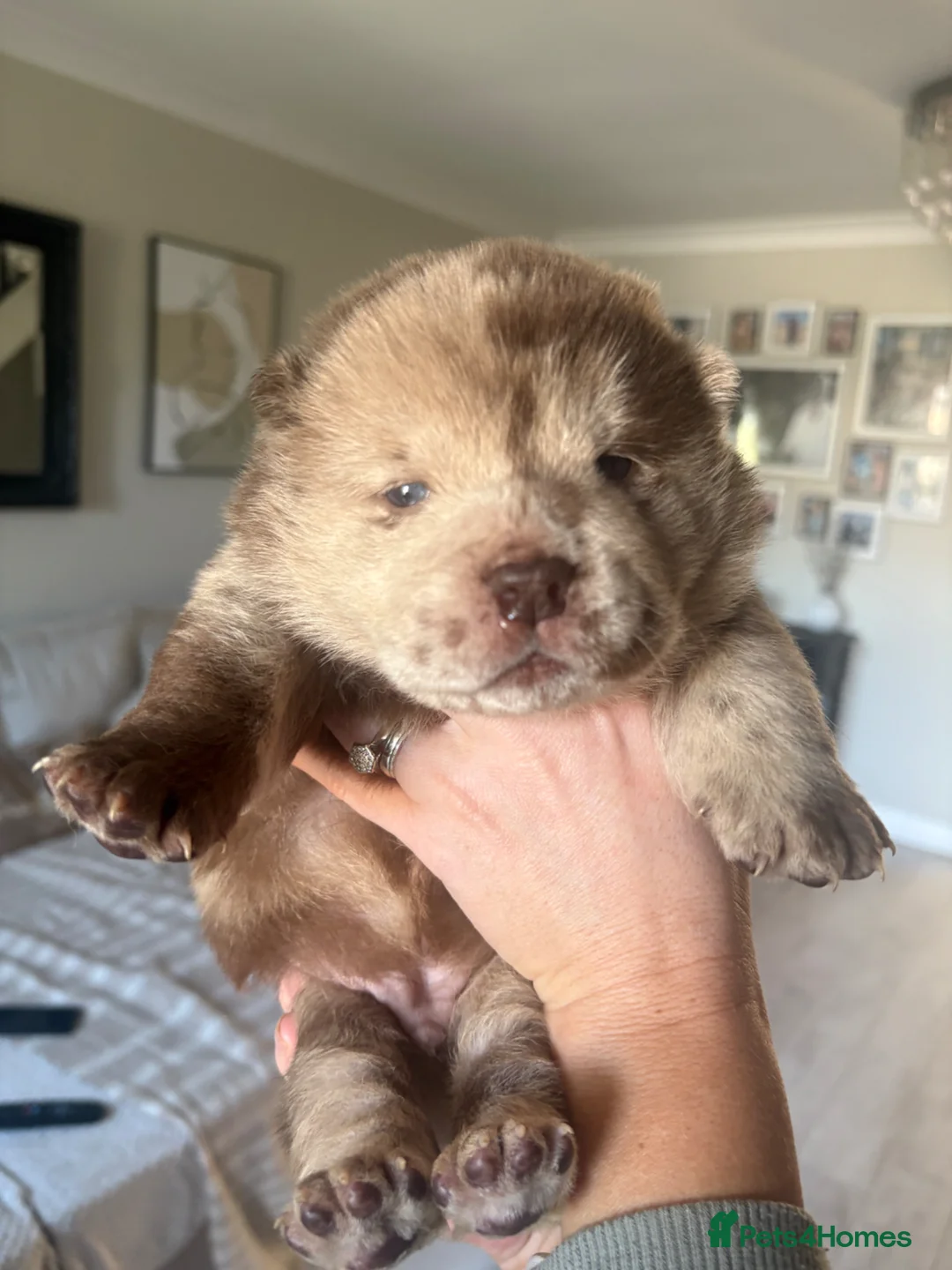 Chow Chow dogs for sale: Chow Puppies - Advert 2