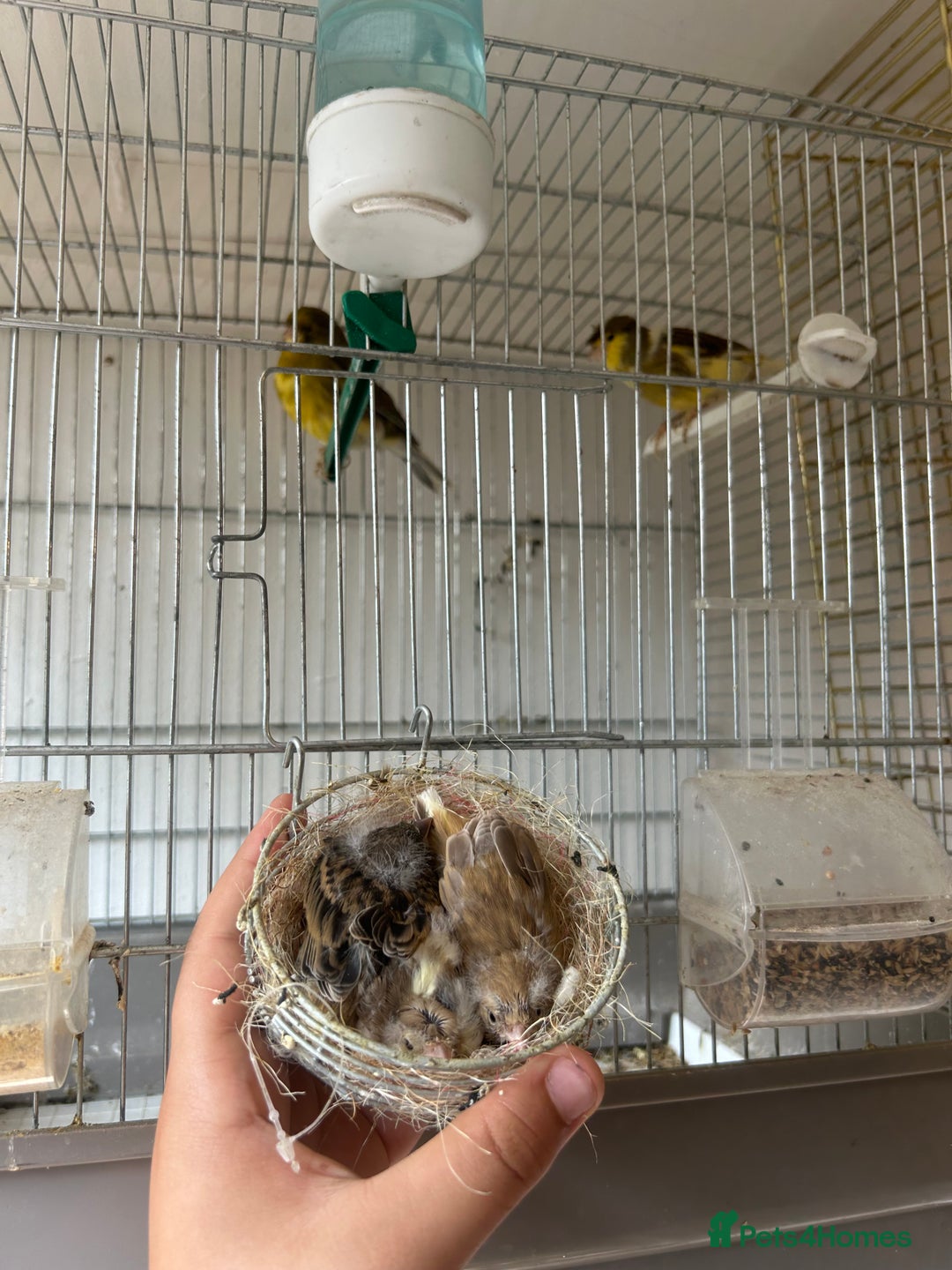 Canaries birds for sale: Canaries  - Image 12
