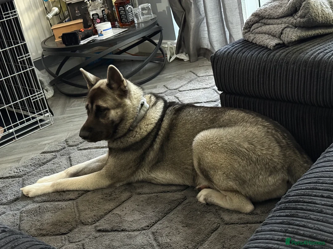 Akita dogs for sale:  Loving Home Needed for My Beautiful Girl  - Advert 3