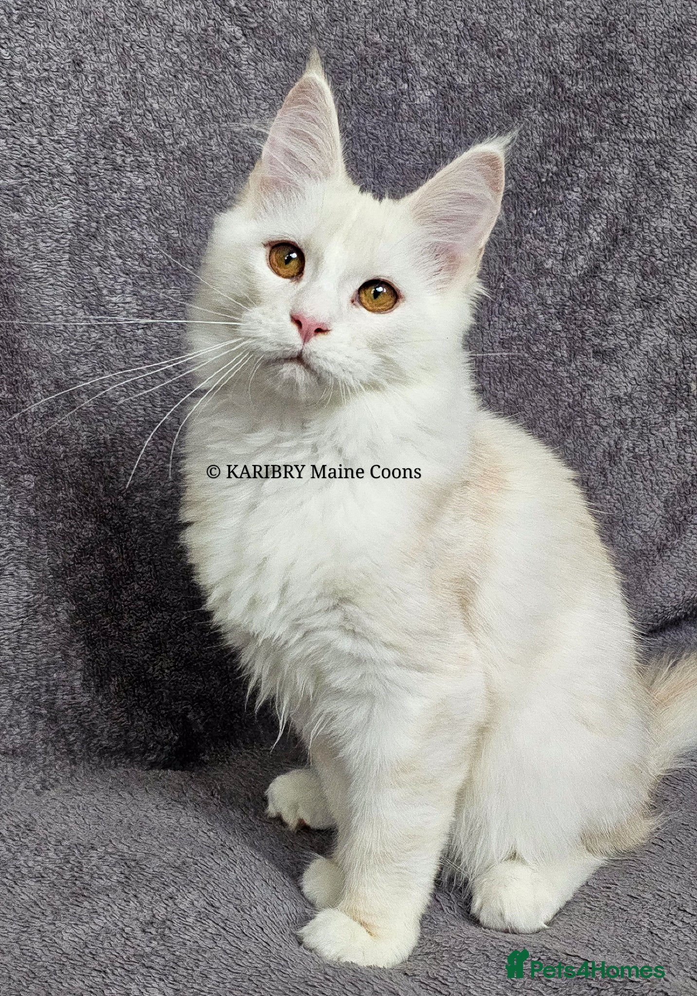 Maine Coon cats Red Shaded Maine Coon XL - Advert 1