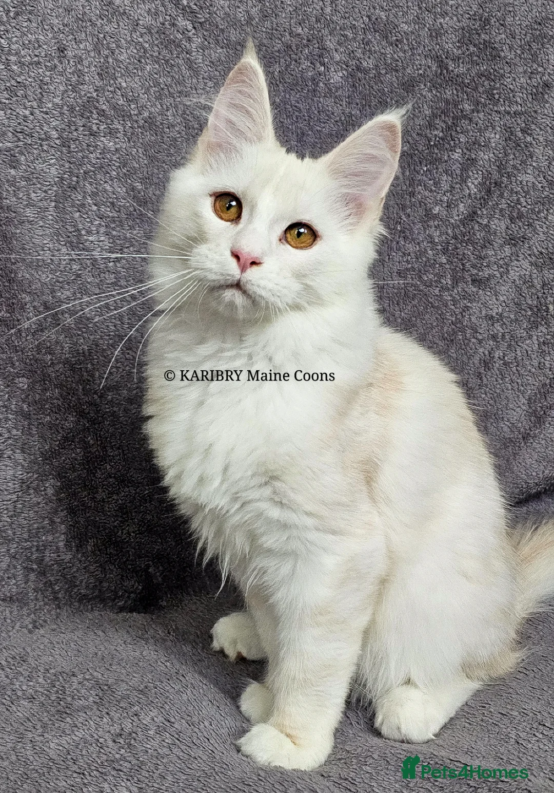 Maine Coon cats for sale: Red Shaded Maine Coon XL - Advert 1