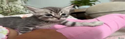 Mixed Breed cats for sale: Cute grey mix breed baby kittens  in Brentwood - Advert 3