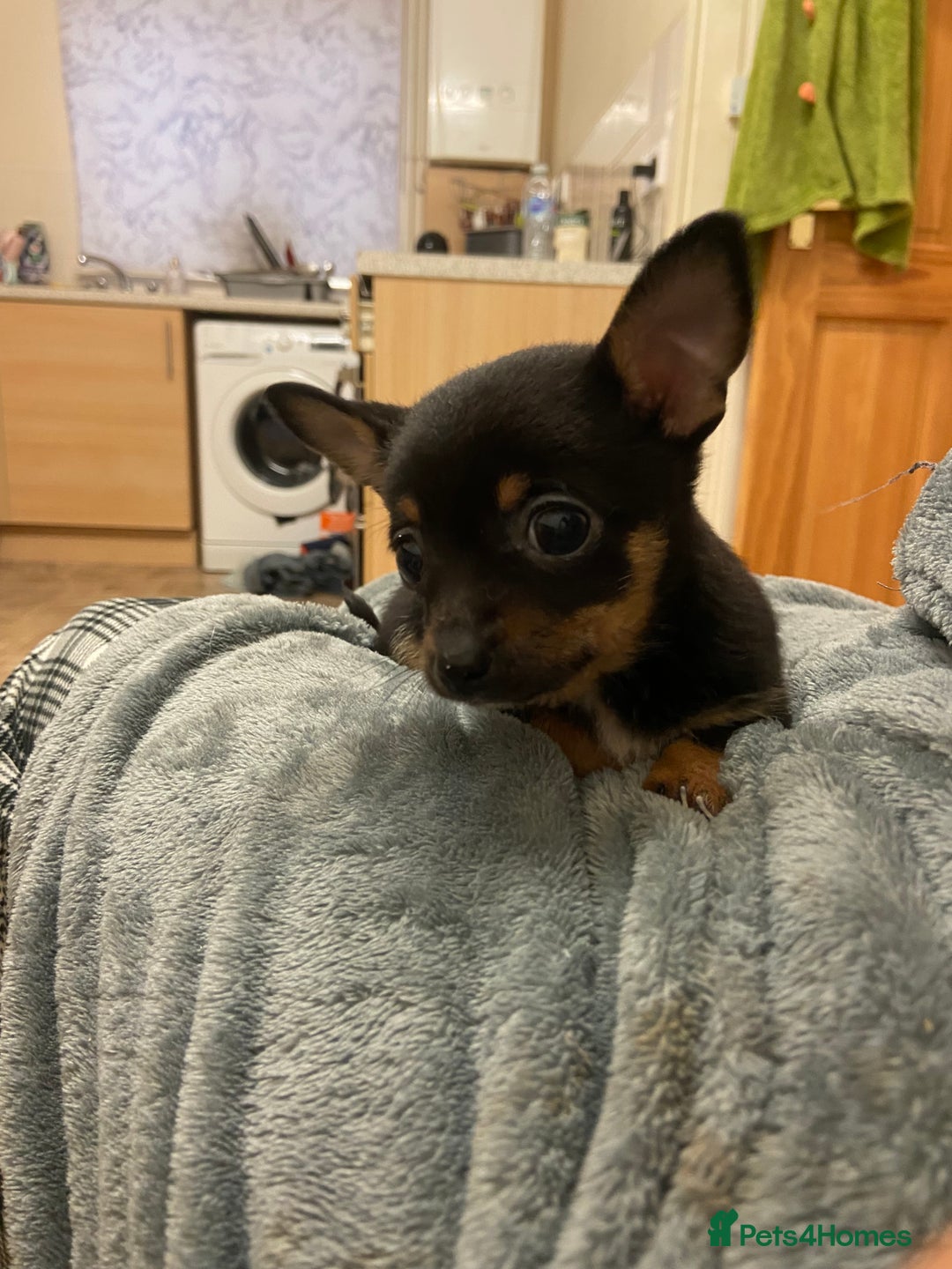 Chihuahua dogs for sale: 2 male chi pups for sale derby - Advert 5