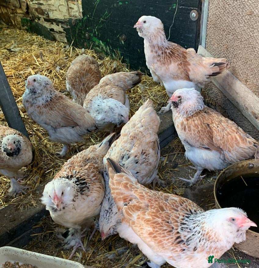 Chickens poultry Salmon Faverolle Hens for sale - Pure breed - Advert 2