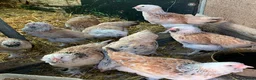 Chickens poultry for sale: Salmon Faverolle Hens for sale - Pure breed - Advert 1
