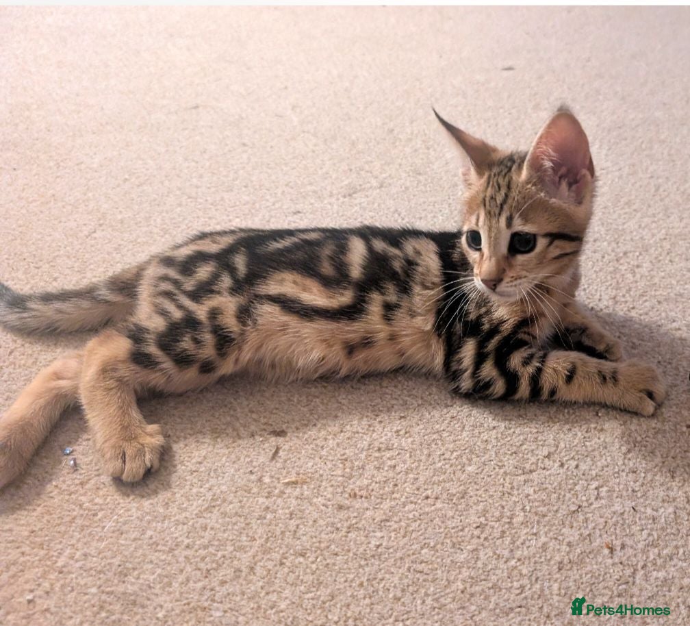 Savannah cats Exceptional marbled f3c TICA Savannah girl - Advert 1