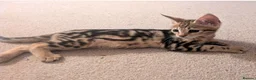 Savannah cats for sale: Exceptional marbled f3c TICA Savannah girl - Advert 1