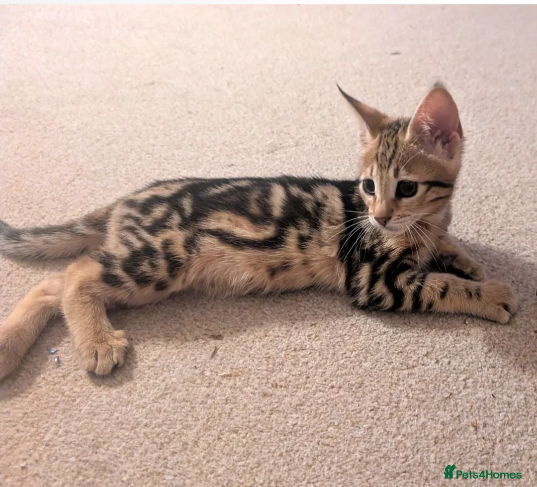 Savannah cats for sale: Exceptional marbled f3c TICA Savannah girl - Advert 1