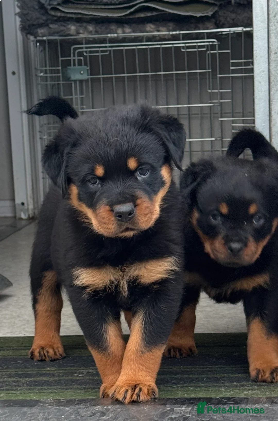 Rottweiler dogs for sale: Gorgeous Rottweiler puppies  - Advert 21