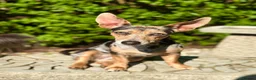 Jackshund dogs for sale: Jack Russell X dachshund for sale - Advert 8