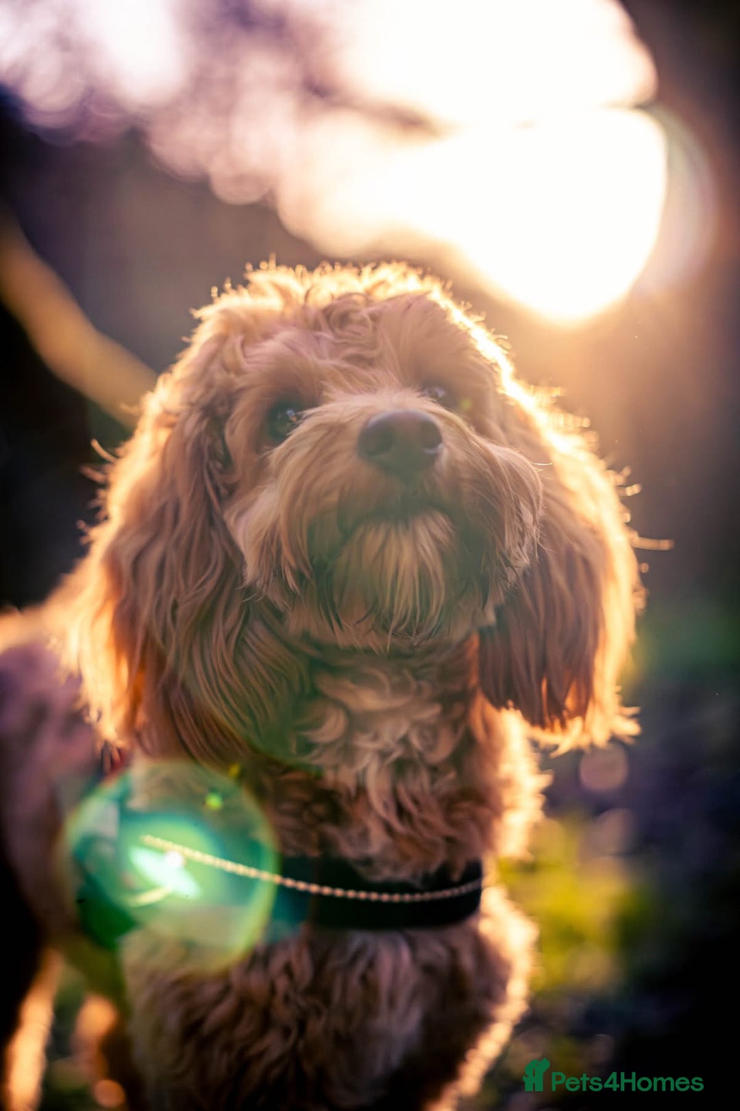 Cockapoo dogs for sale: Cockapoo puppies x5 - Advert 1