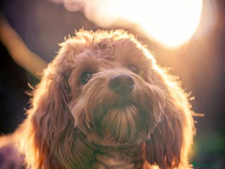 Cockapoo dogs Cockapoo puppies x5 - Advert 1