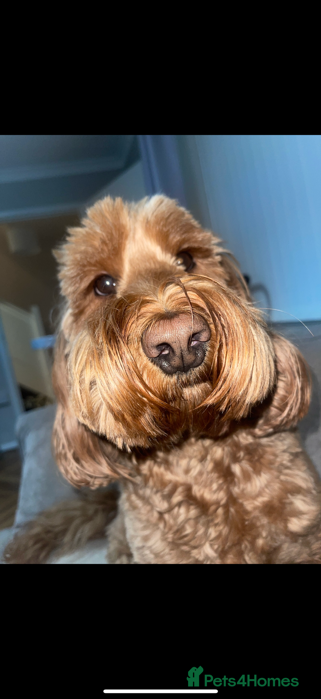 Cockapoo dogs for sale: Cockapoo - Image 13