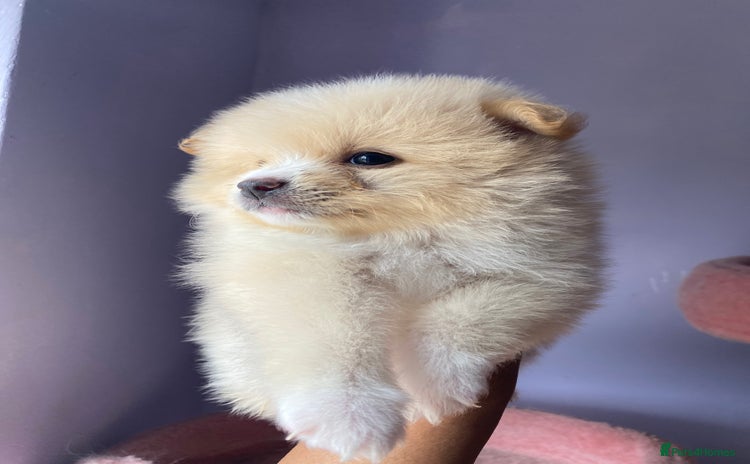 Pomeranian dogs - Advert 4