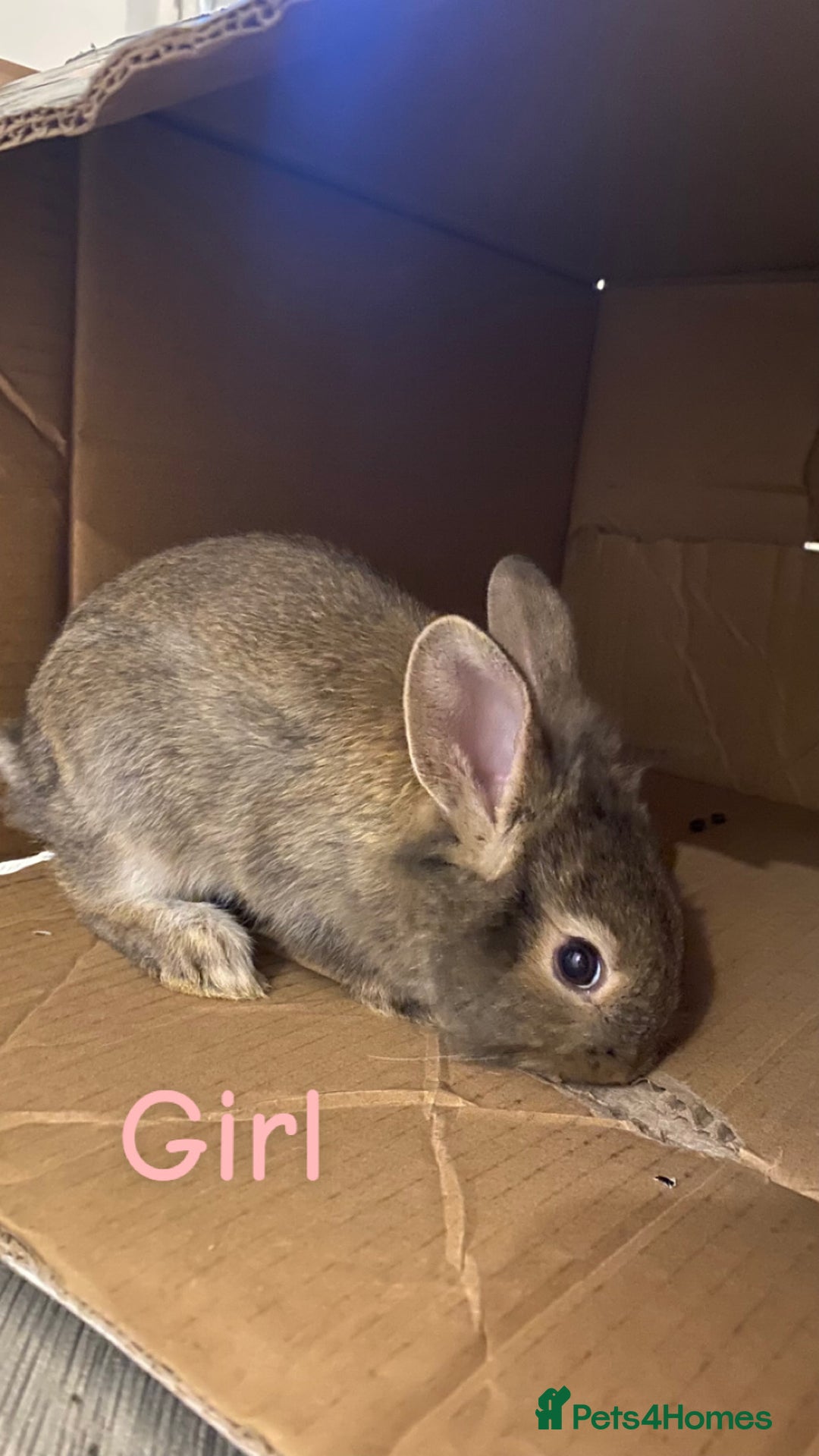 Mixed Breed rabbits for sale: 4 Bunnies For Sale  - Advert 3