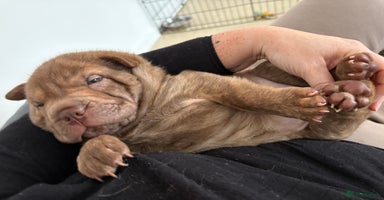 Shar Pei dogs Perfect SharPei Pups. 1 girl left. Ready now - Advert 3