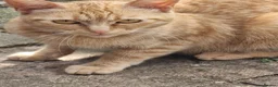 Mixed Breed cats for sale: Beautifull kittens  - Advert 1