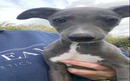 Whippet dogs for sale: 2 whippet puppies remaining ready for new homes - Image 18