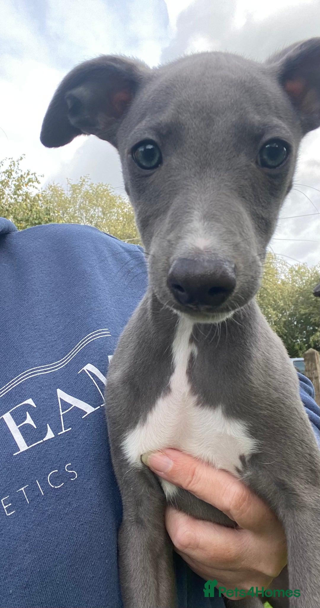 Whippet dogs for sale: 2 whippet puppies remaining ready for new homes - Image 18