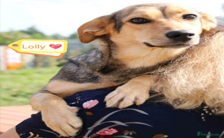 Mixed Breed dogs - Advert 4