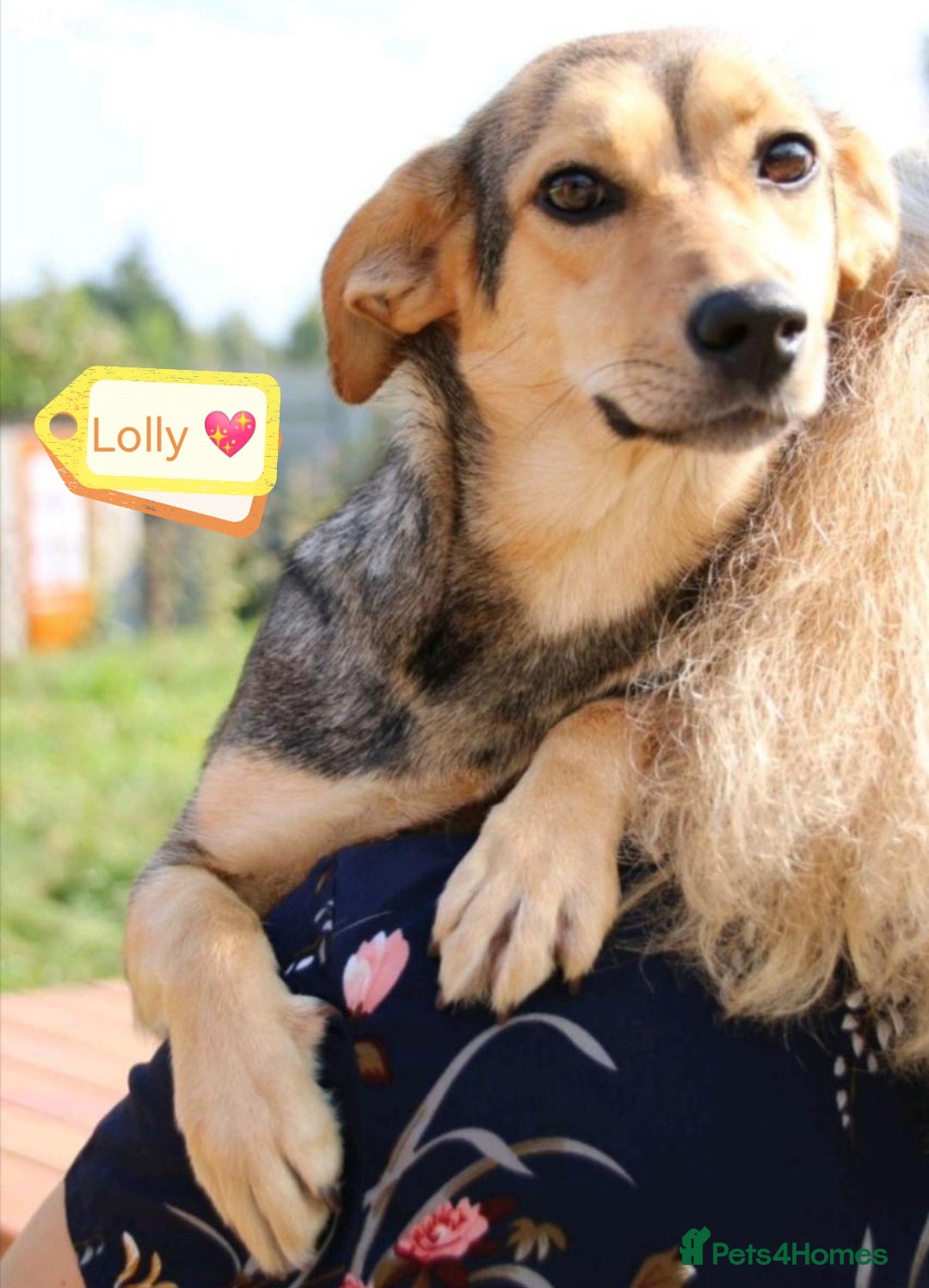 Mixed Breed dogs for adoption: 💖🐶 LOLLY 🐶💖 - Image 1