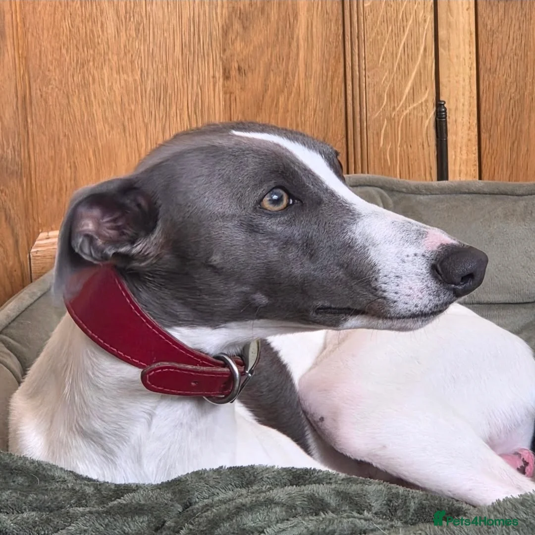 Mixed Breed dogs for sale: Bedlington whippet greyhound pups  in Nottingham - Advert 3