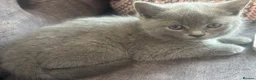 Russian Blue cats for sale: Russian Blue Kittens  - Advert 7